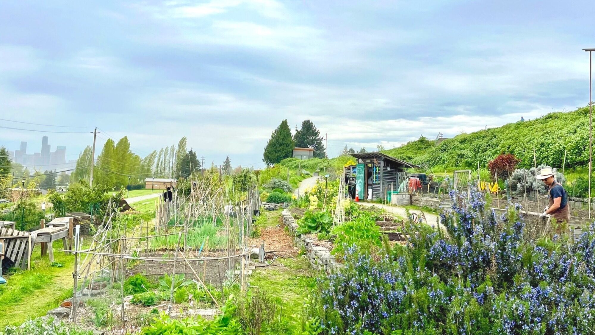 People tending to plants in a community garden with green shrubs, small sheds, and a city skyline visible in the distant background under a cloudy sky.