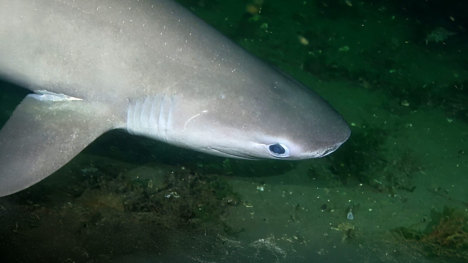 Close-up of a shark swimming underwater, showing its head, gills, and eye against a greenish background.