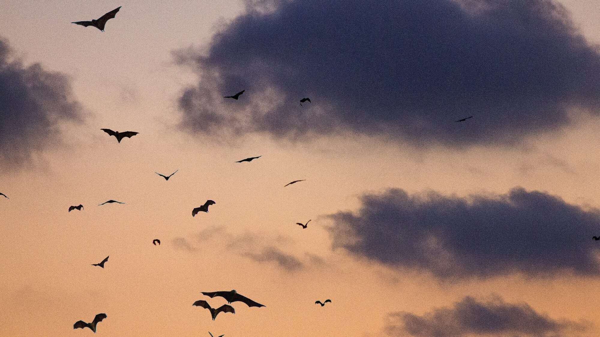 Silhouettes of bats flying across a cloudy sky at dusk, with an orange and purple gradient background.