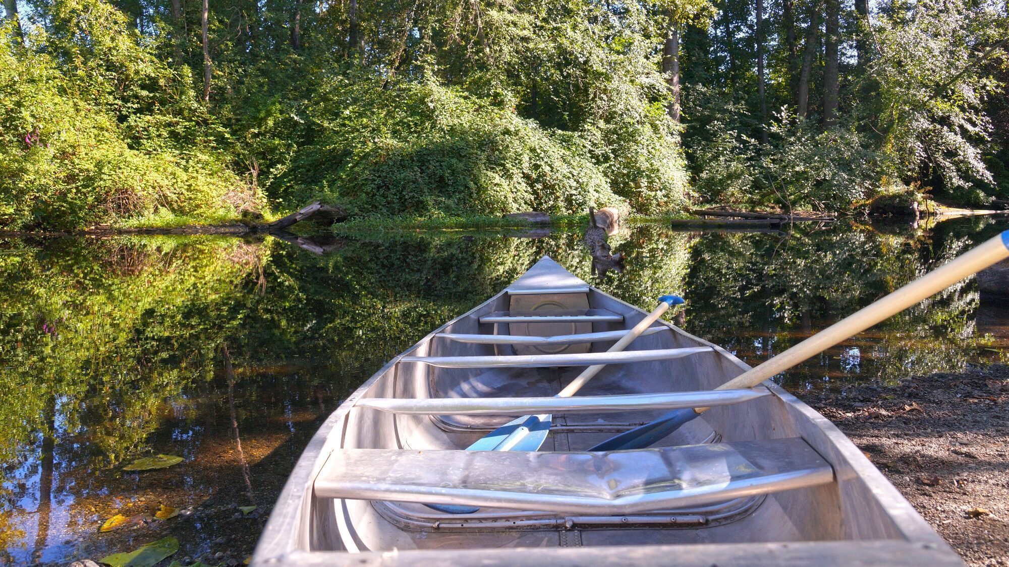 A canoe with paddles rests on a calm, tree-lined river surrounded by dense, green foliage under bright sunlight.