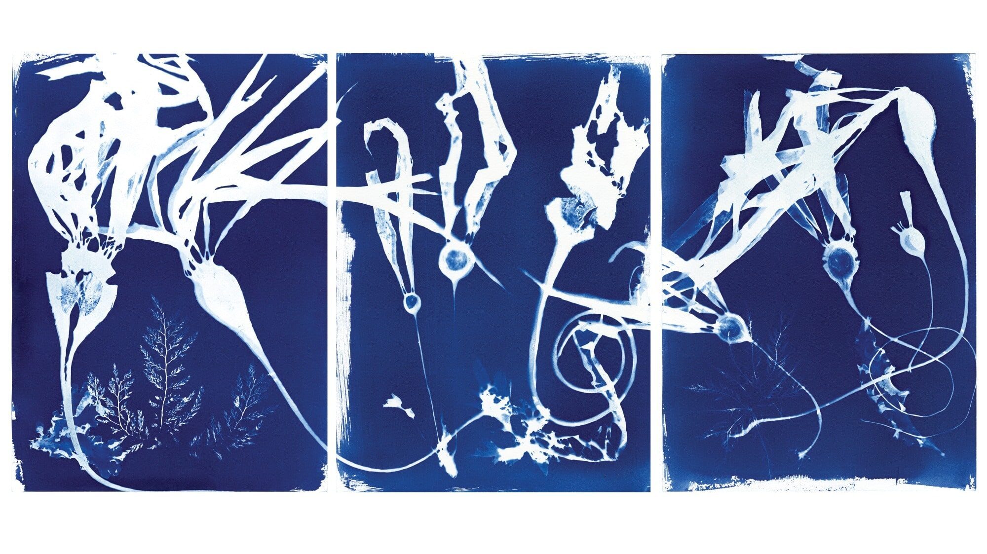 A triptych of abstract cyanotypes featuring white botanical shapes and roots—reminiscent of kelp—on deep blue backgrounds, inspired by the natural beauty celebrated at the San Juan Islands Museum of Art (SJIMA).