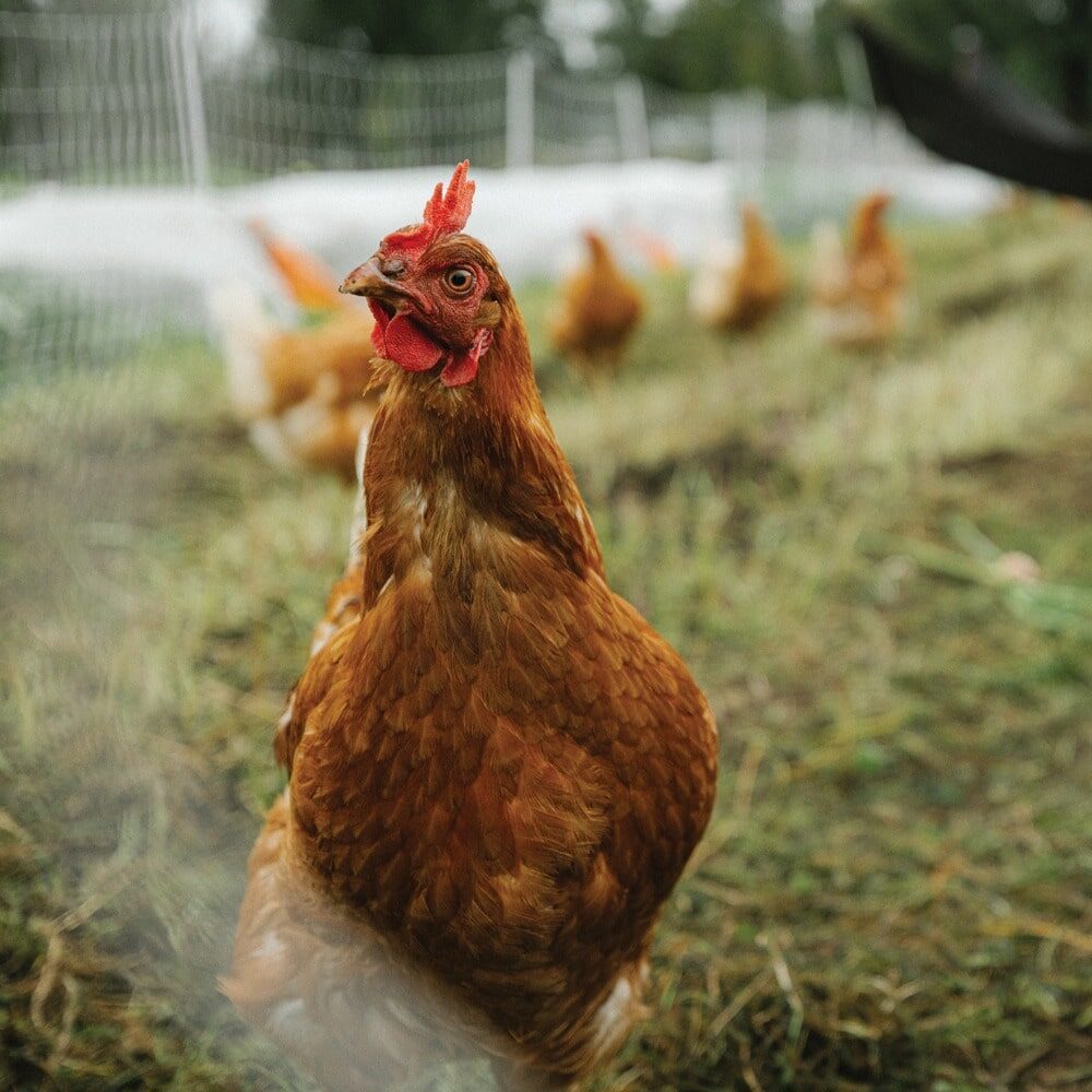 Lessons from the Land