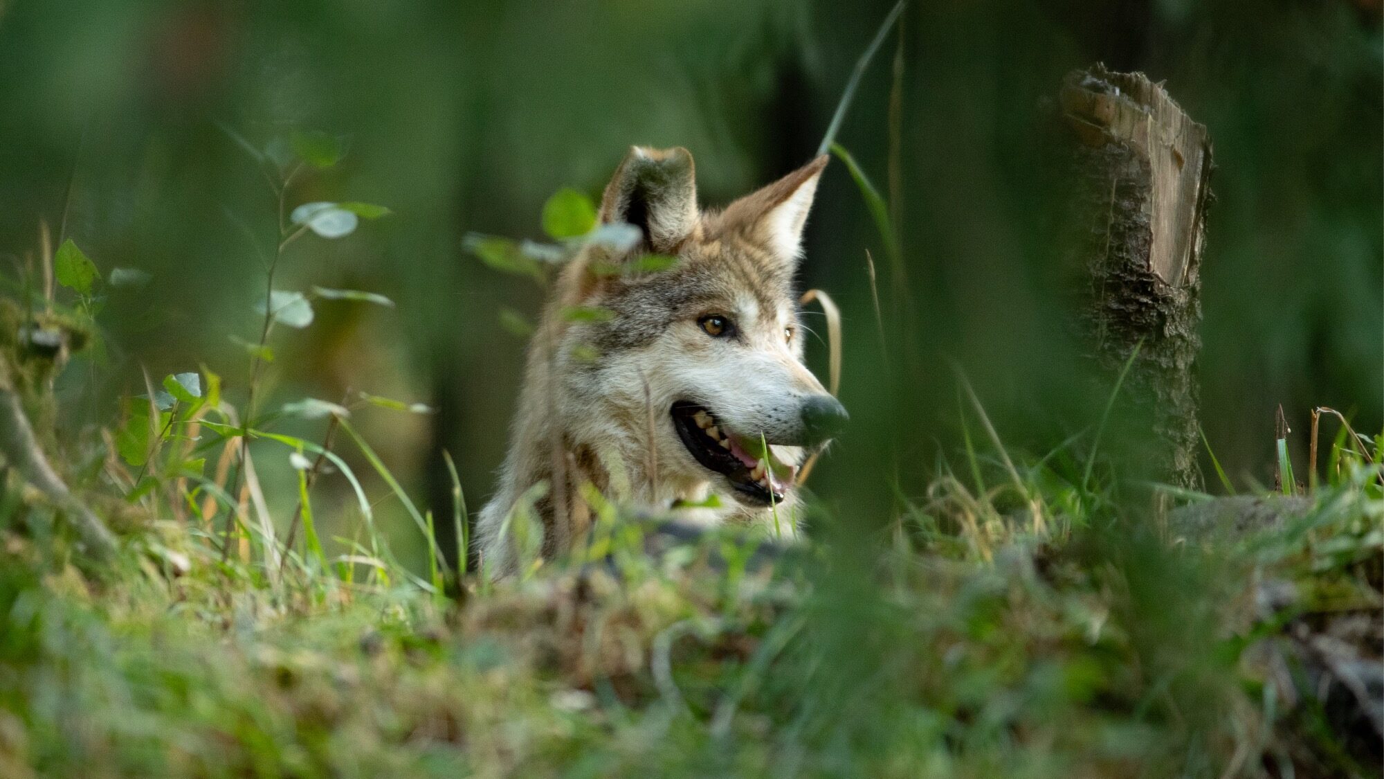 A wolf with brown and gray fur is standing amid green foliage in a forest, looking to the right with its mouth slightly open.