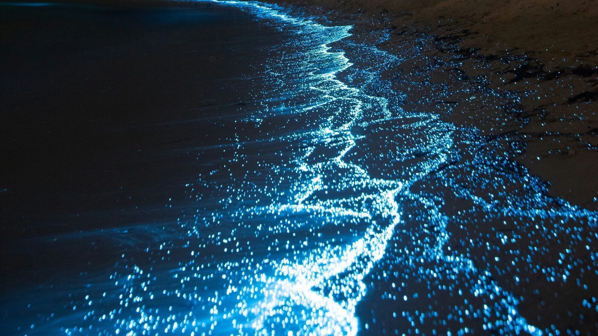 Glowing blue bioluminescent waves illuminate the shoreline at night, creating a bright, sparkling edge along the dark sand.