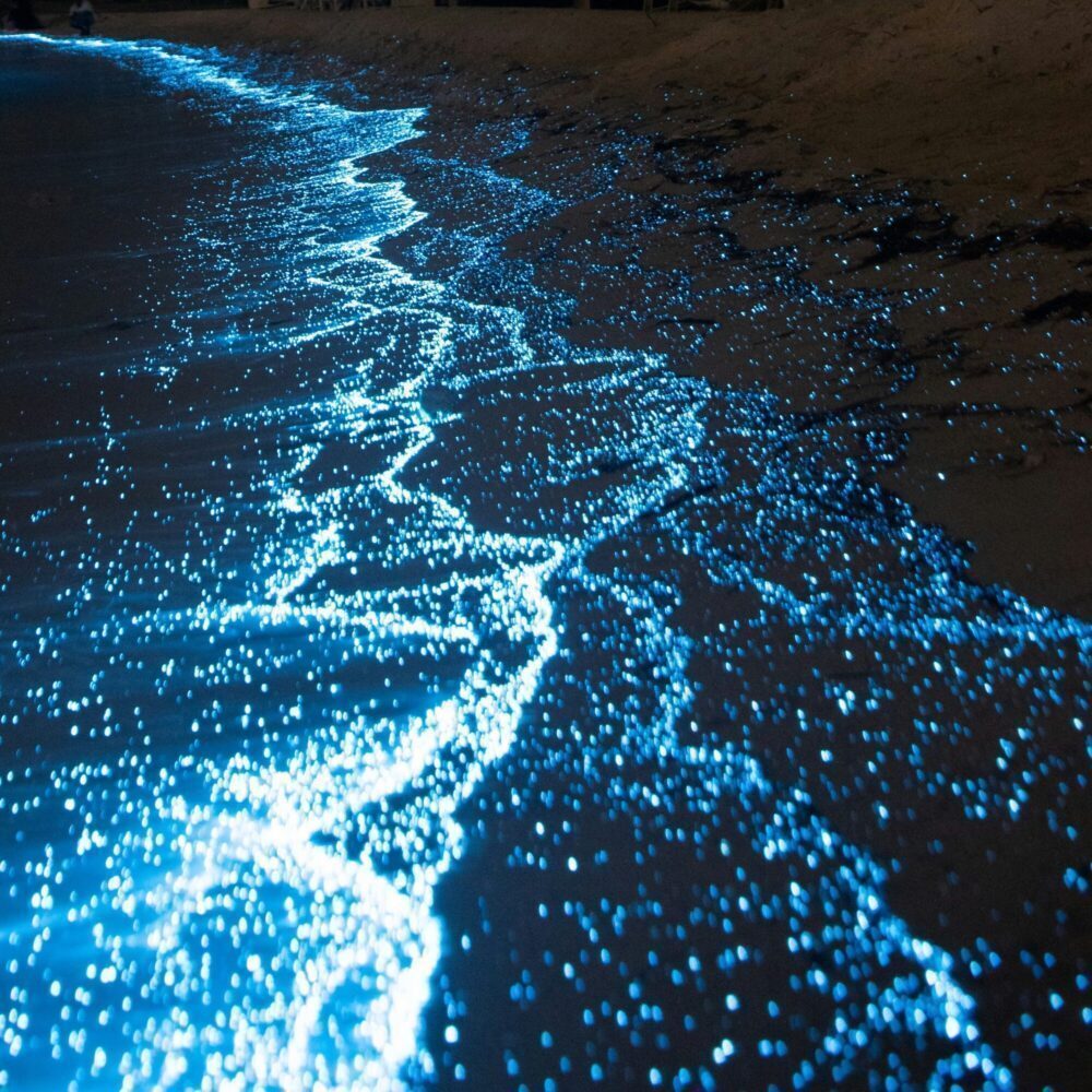 Kayaking the Bioluminescent Waters of San Juan Island
