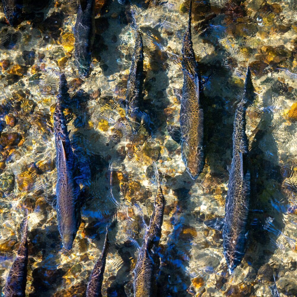 Salmon Days Returns This Weekend