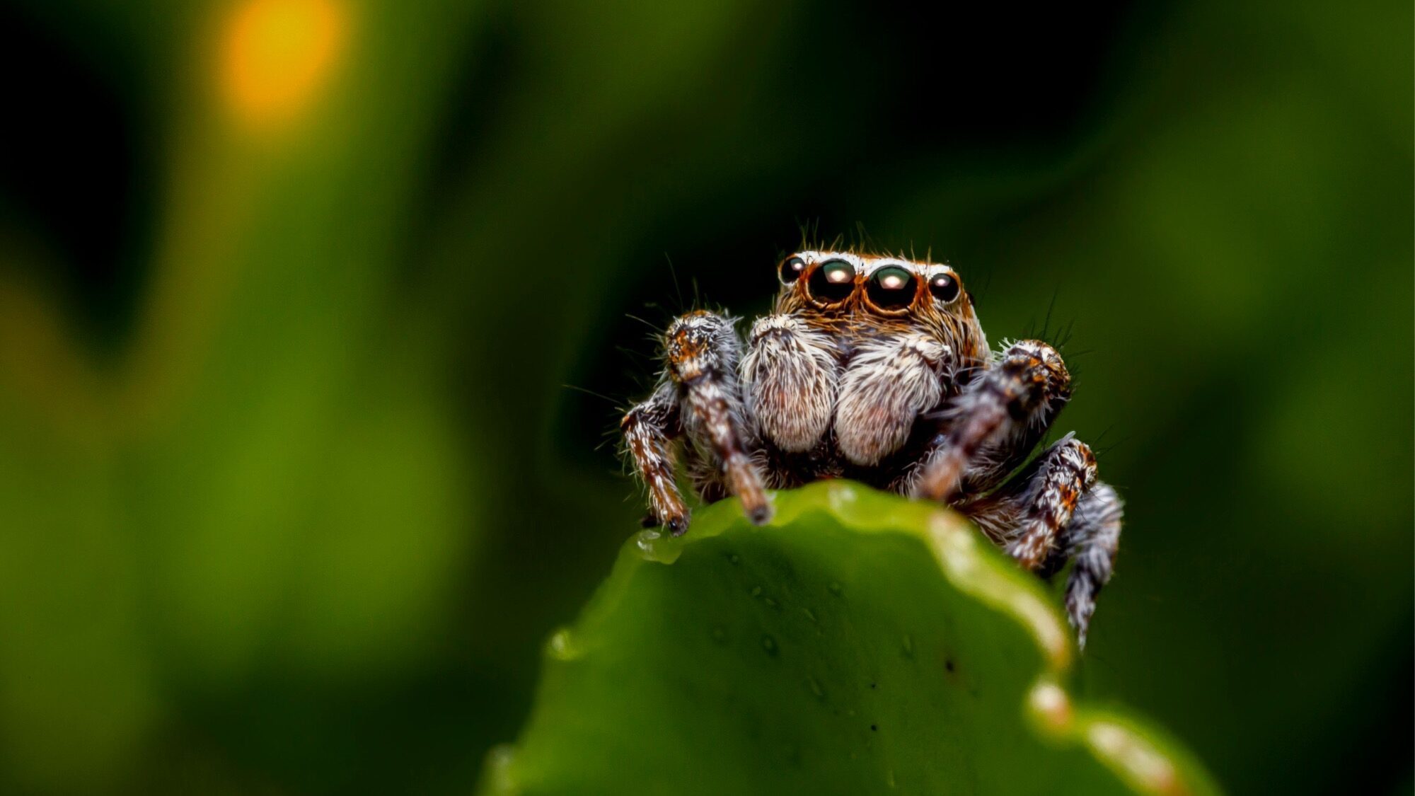 Close-up of a jumping spider perched on the edge of a green leaf, with a blurred green background.
