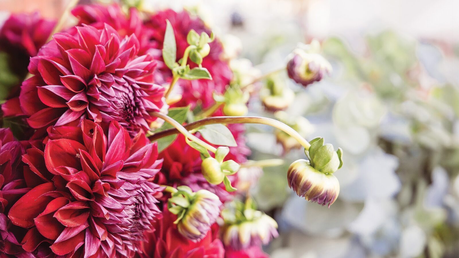 Close-up of vibrant red dahlias in bloom with several unopened buds, set against a soft, blurred background of green foliage—perfect for your next Instagrammable Seattle moment.