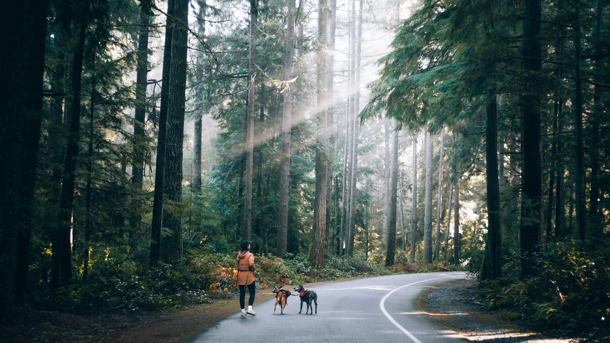 A person stands on a forest road with two dogs, surrounded by tall trees and sunlight streaming through the branches.