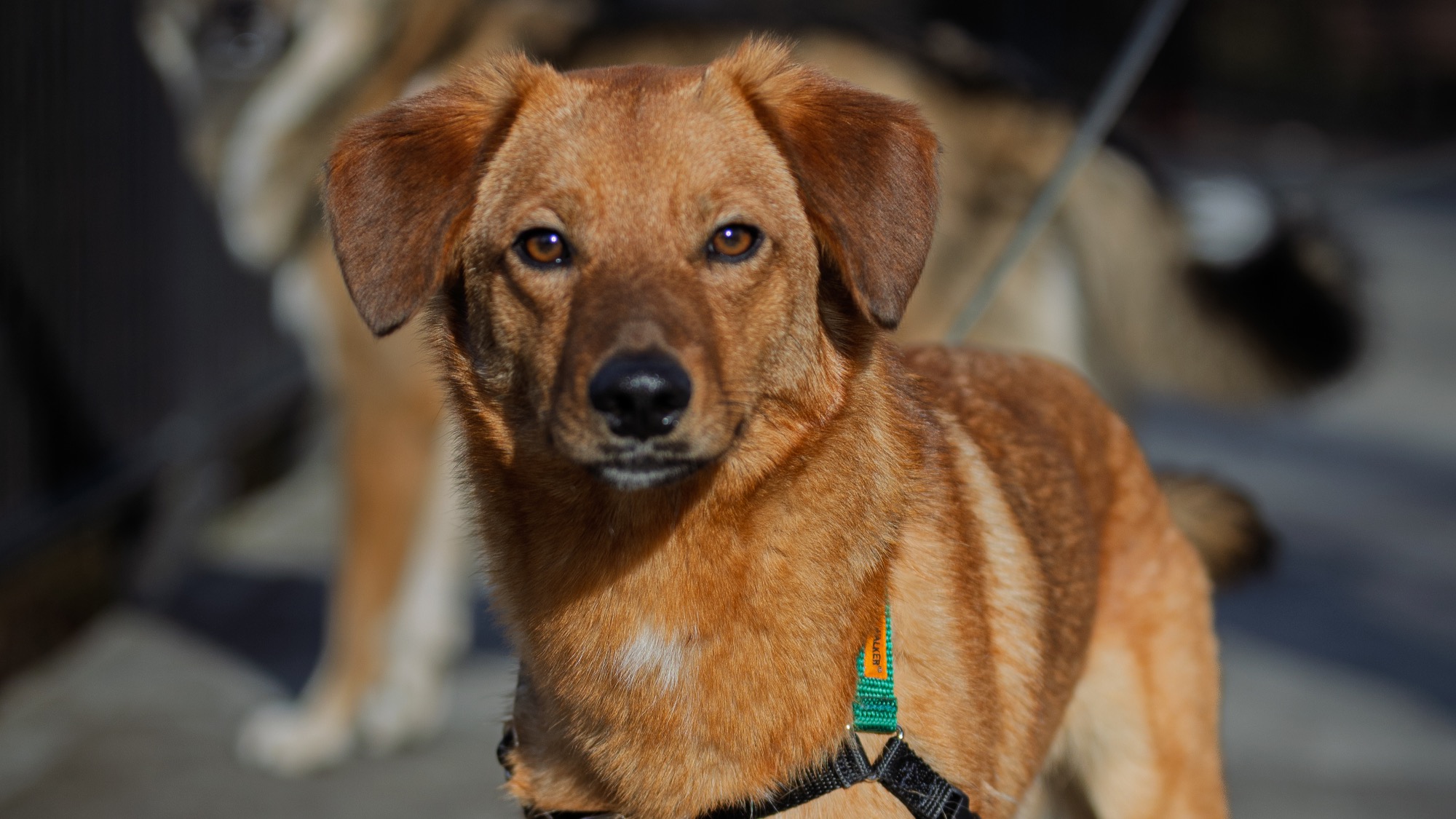 Brown dog with a short coat and upright ears wearing a black harness, standing outdoors with another dog blurred in the background.