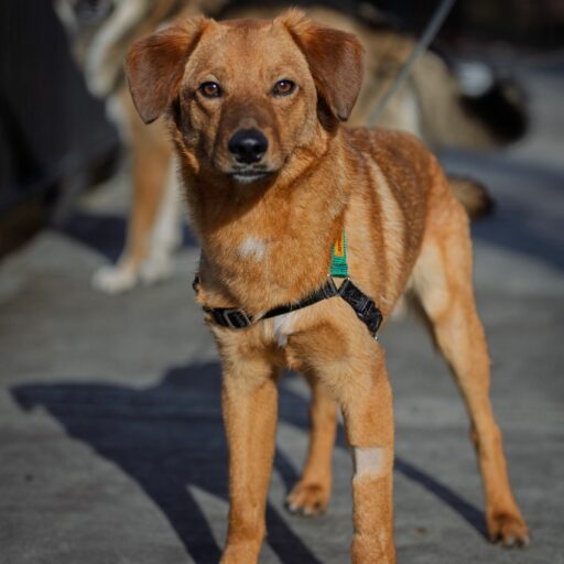 Brown dog with a short coat and harness stands on a sidewalk, looking at the camera. Another dog is partially visible in the background.