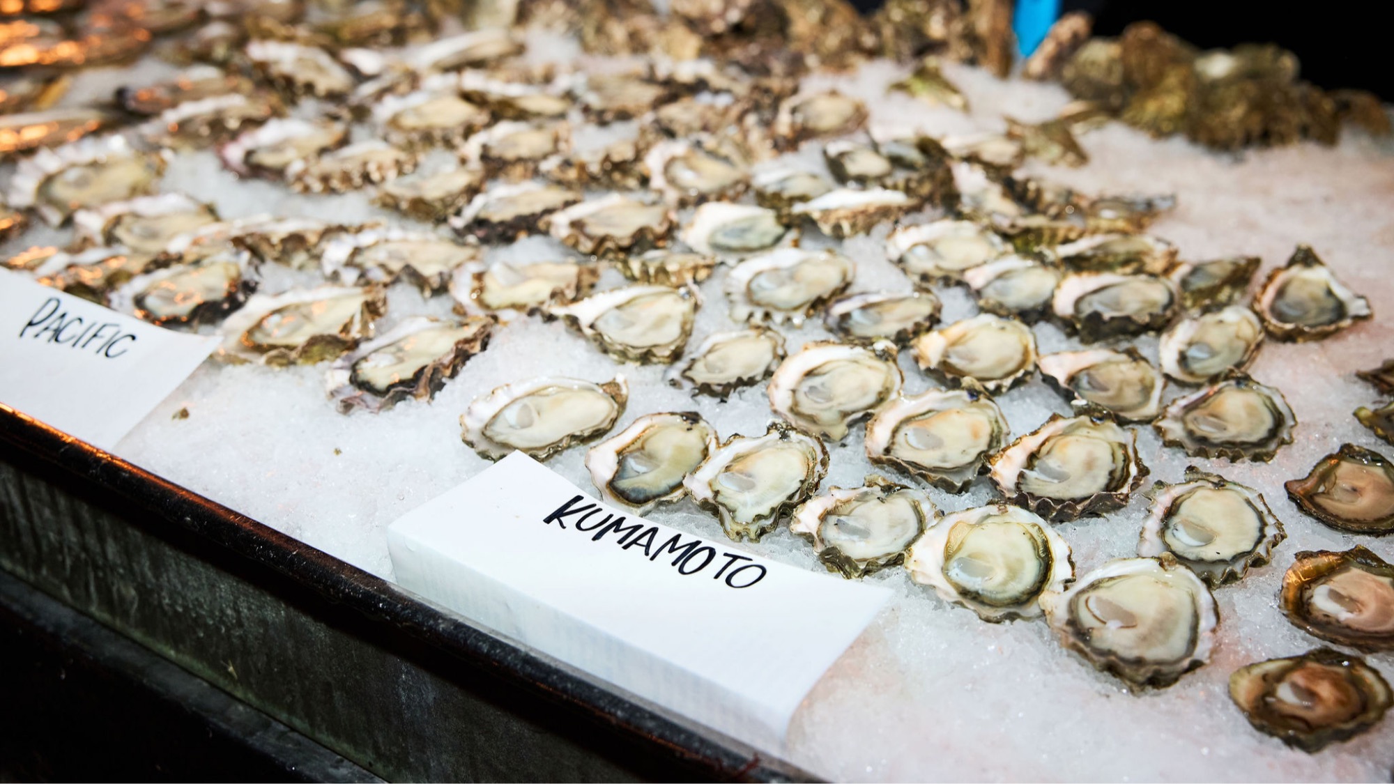 Open oysters displayed on ice with two labeled sections: "Pacific" on the left and "Kumamoto" on the right.