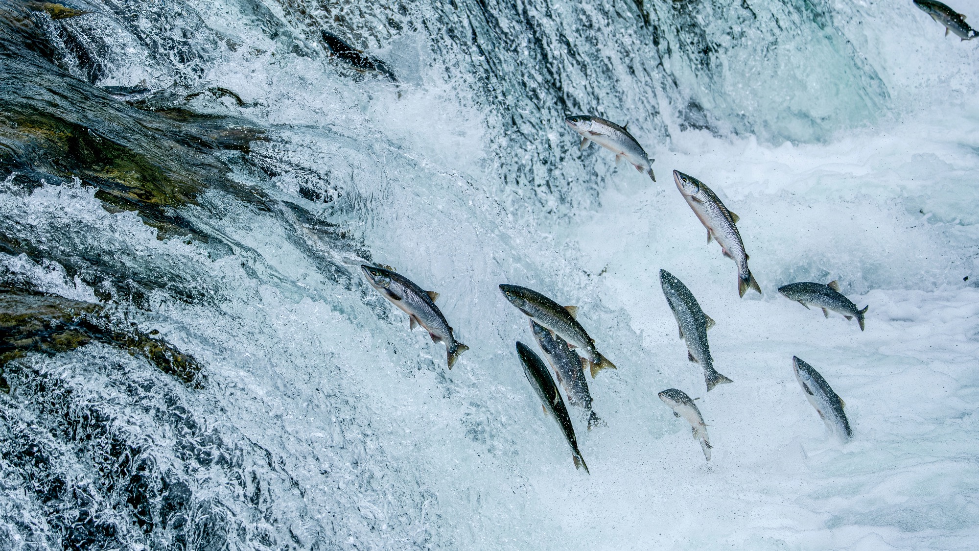 Several salmon leap upstream through rushing waterfall rapids, likely during their annual migration.