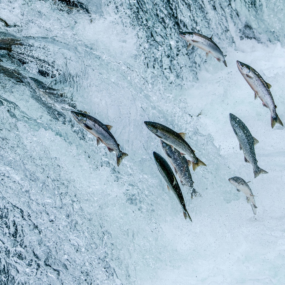 A New Climate Fund Starts With Indigenous Leadership