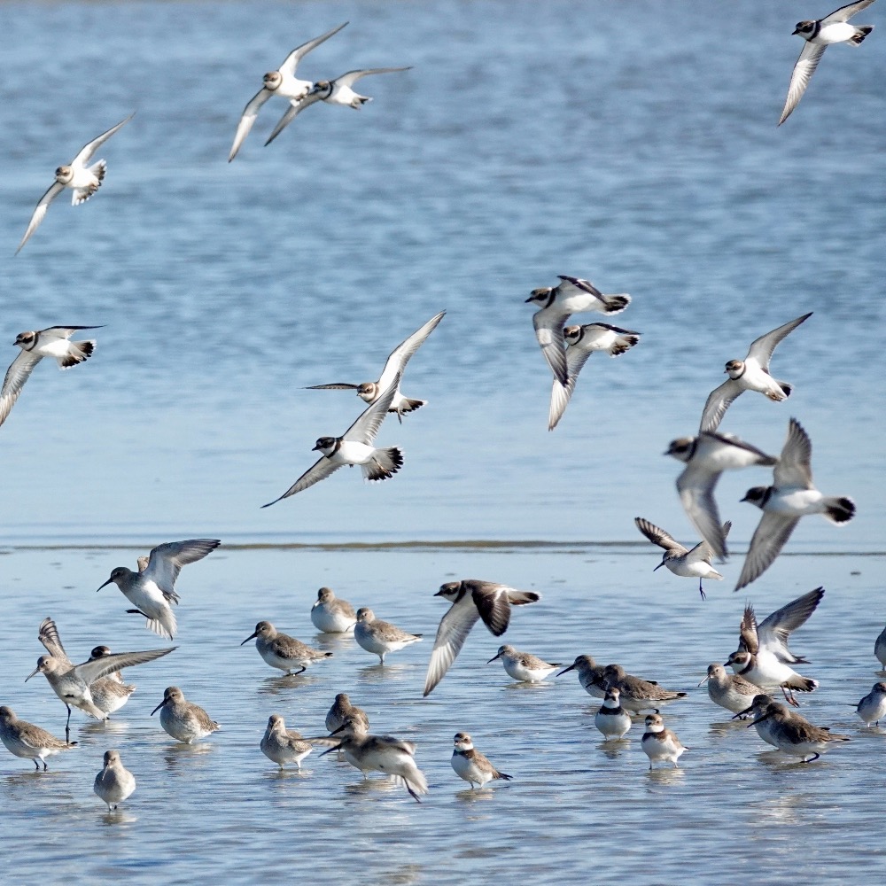 Washington’s Spring Festivals Go Way Beyond Tulips Washington’s Spring Festivals Go Way Beyond Tulips